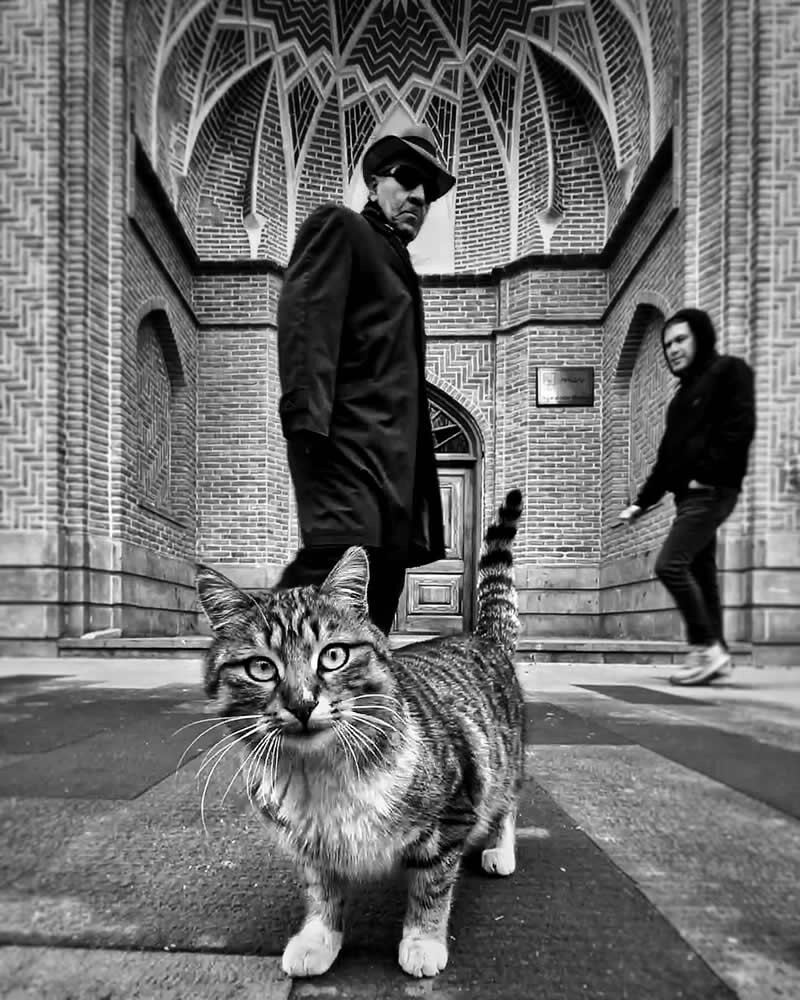 funny cat photo by akbar mehrinezhad 9