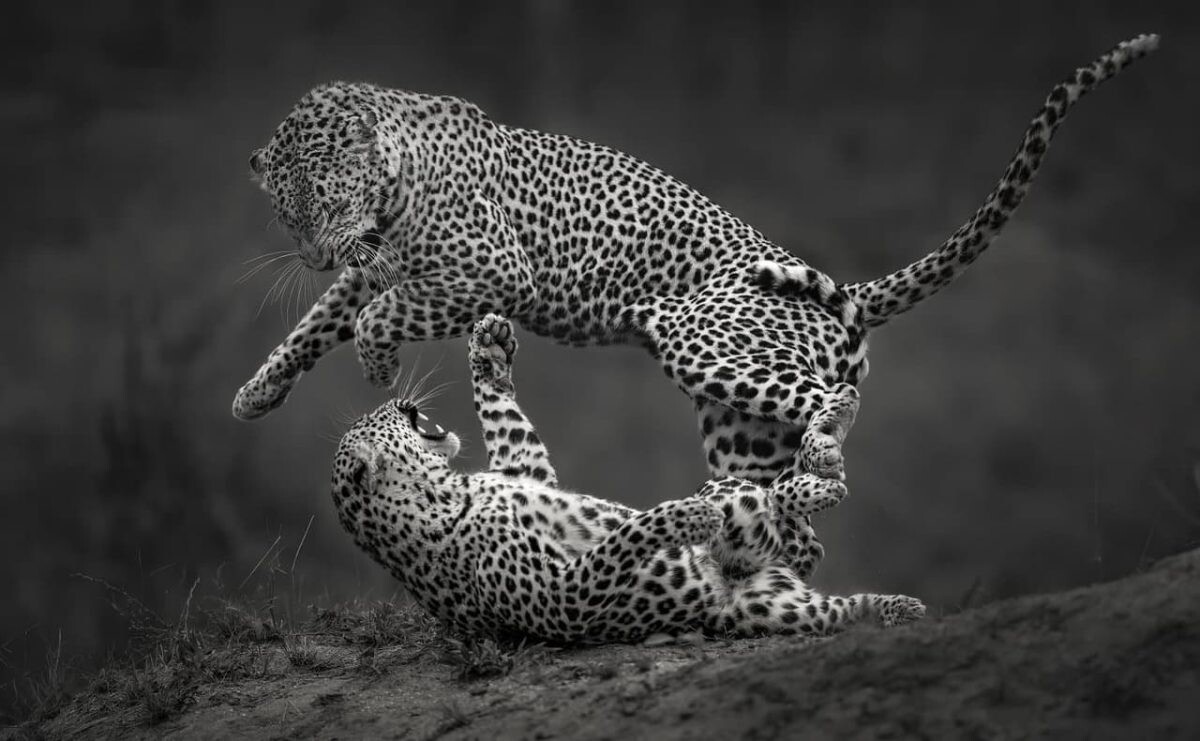 01 Black and White Photo Awards 2025 Fauna and Flora Category Winner Leopard jump mmono by Willem Kr