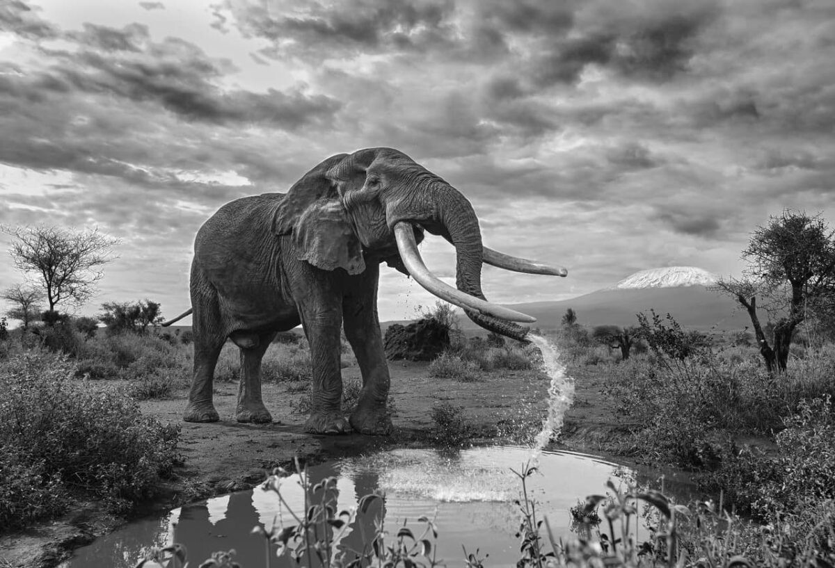 05 Black and White Photo Awards 2025 Fauna and Flora Second Category Winner Iconic Elephant at Iconi