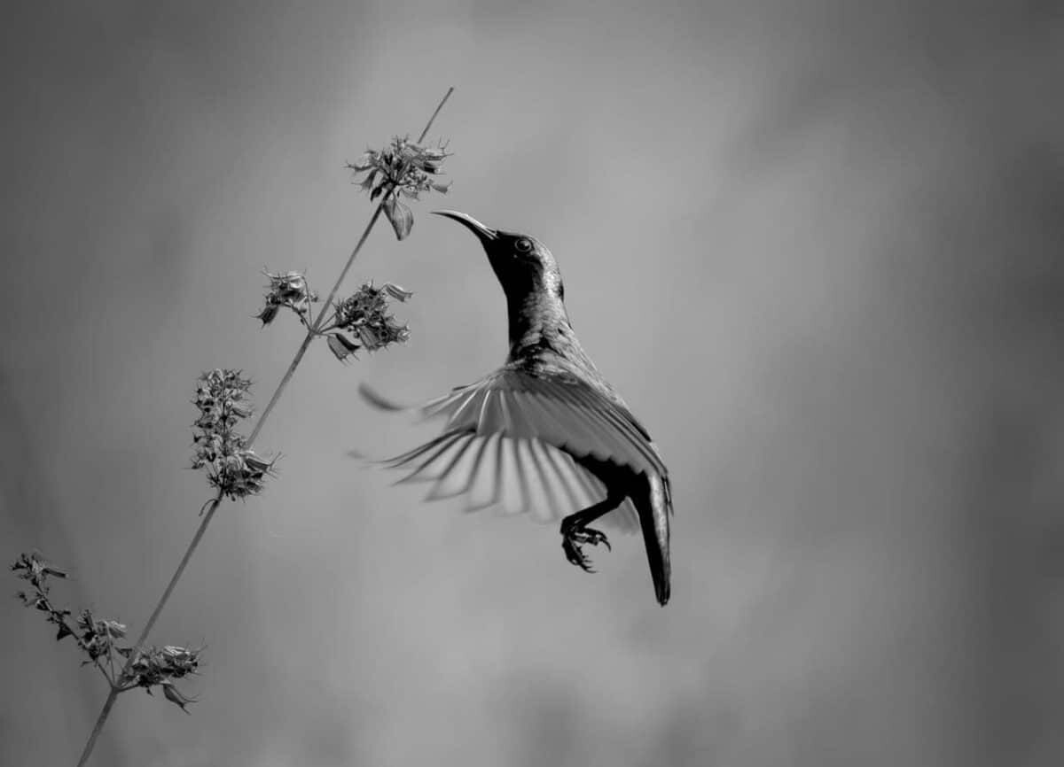 06 Black and White Photo Awards 2025 Fauna and Flora Finalist The Dance of Gravity by Raghuvamsh Cha