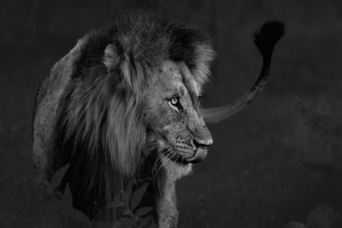 07 Black and White Photo Awards 2025 Fauna and Flora Finalist King of the beasts by Claire Waring