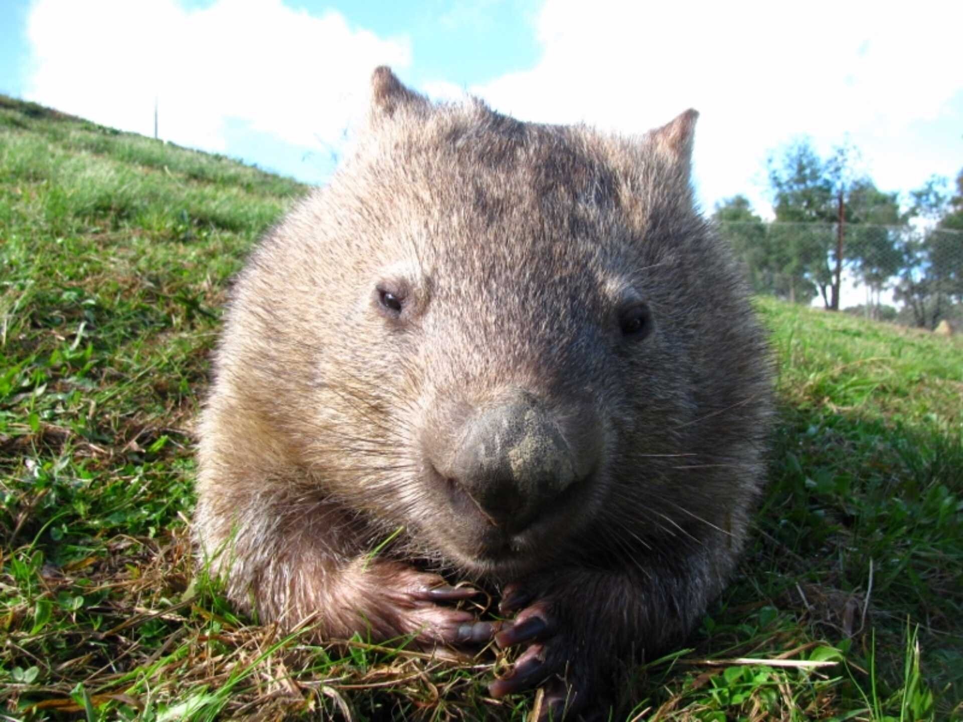 Wombat 1