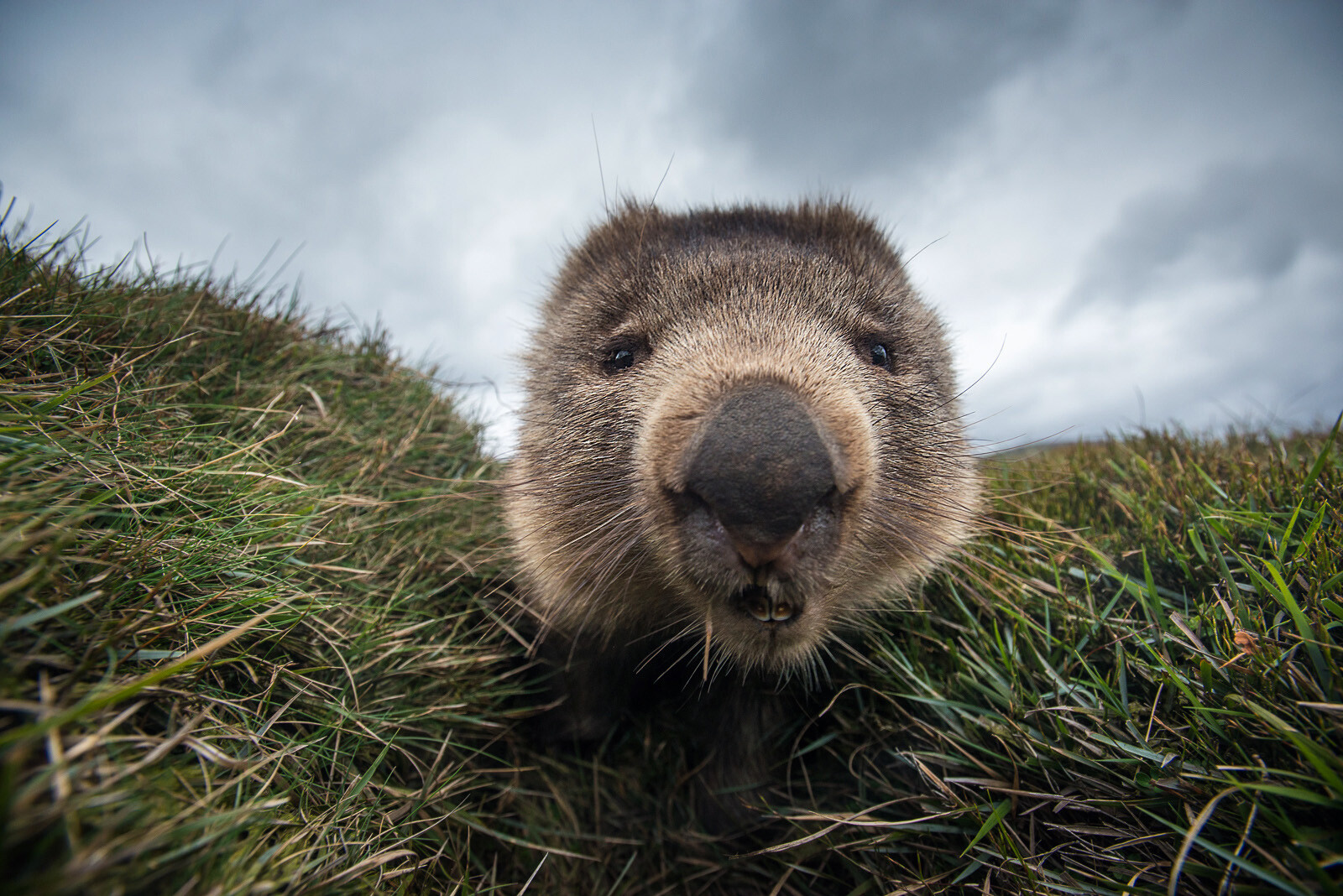 Wombat 3