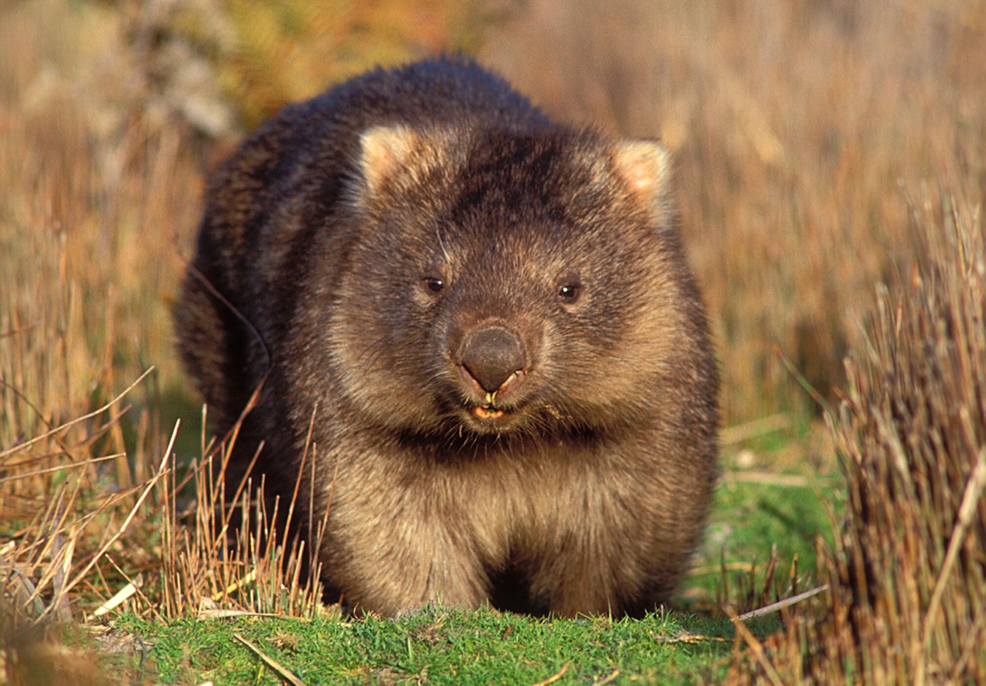 Wombat 4