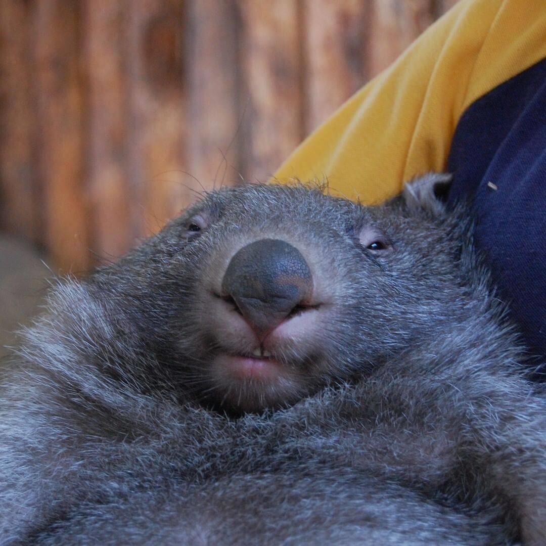Wombat 5