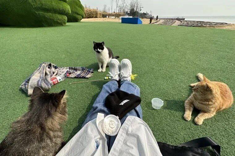 fat cat island 4