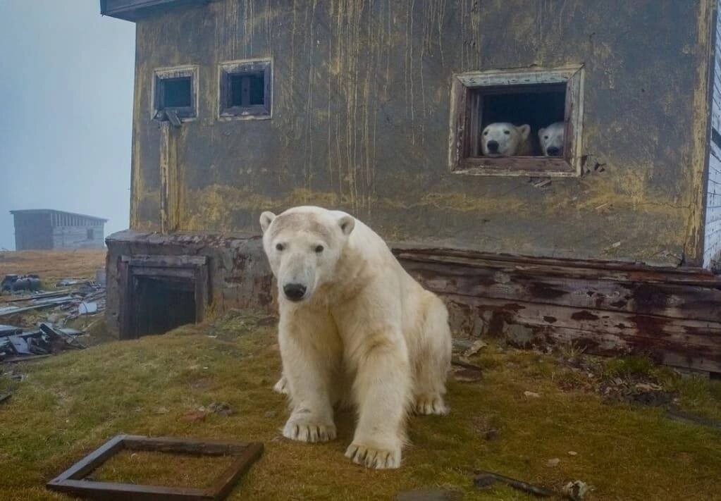 Chukotka and the polar bears 2