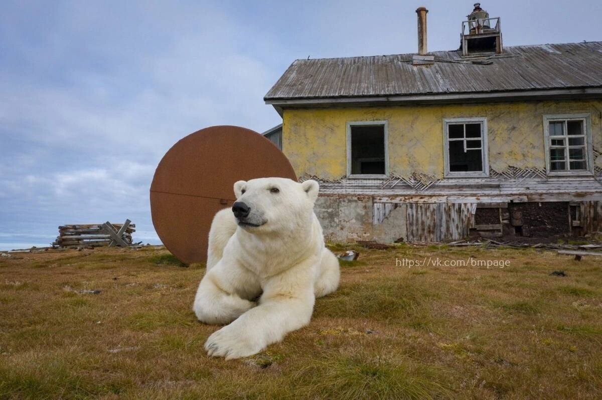 Chukotka and the polar bears 3