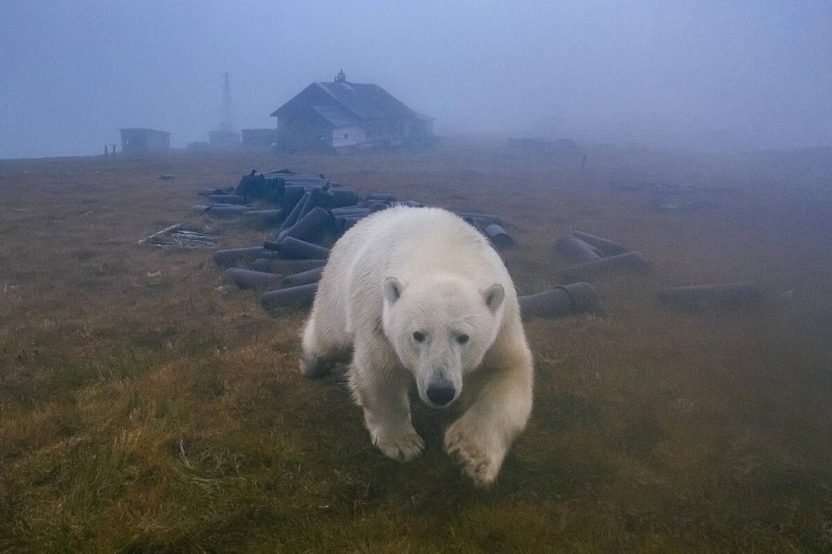 Chukotka and the polar bears 5