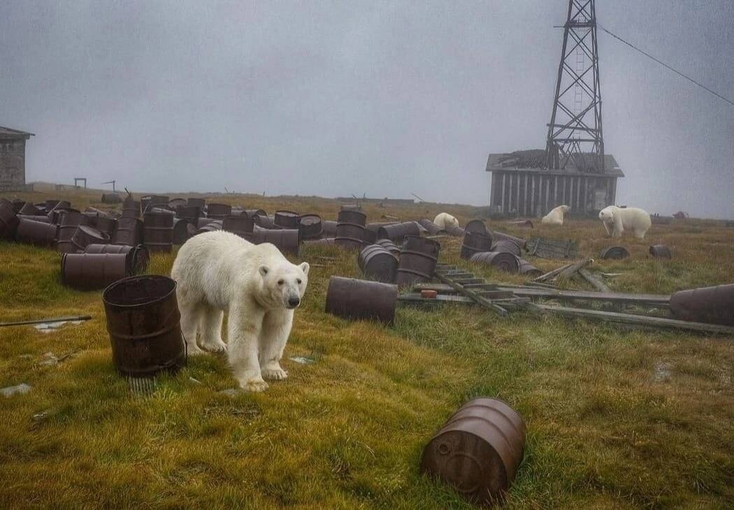Chukotka and the polar bears 7
