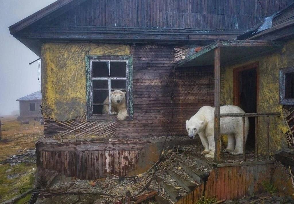 Chukotka and the polar bears 9