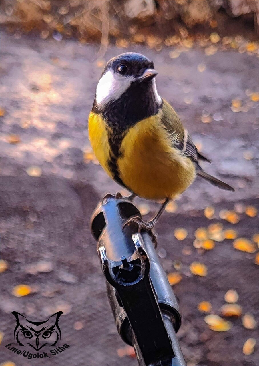 The atmosphere of war 2