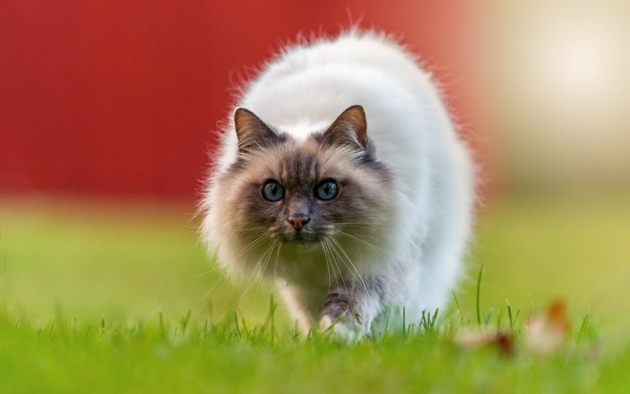 cats wallpapers 1