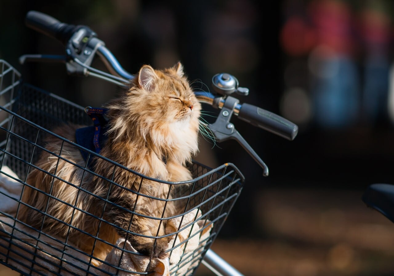 cats wallpapers 11