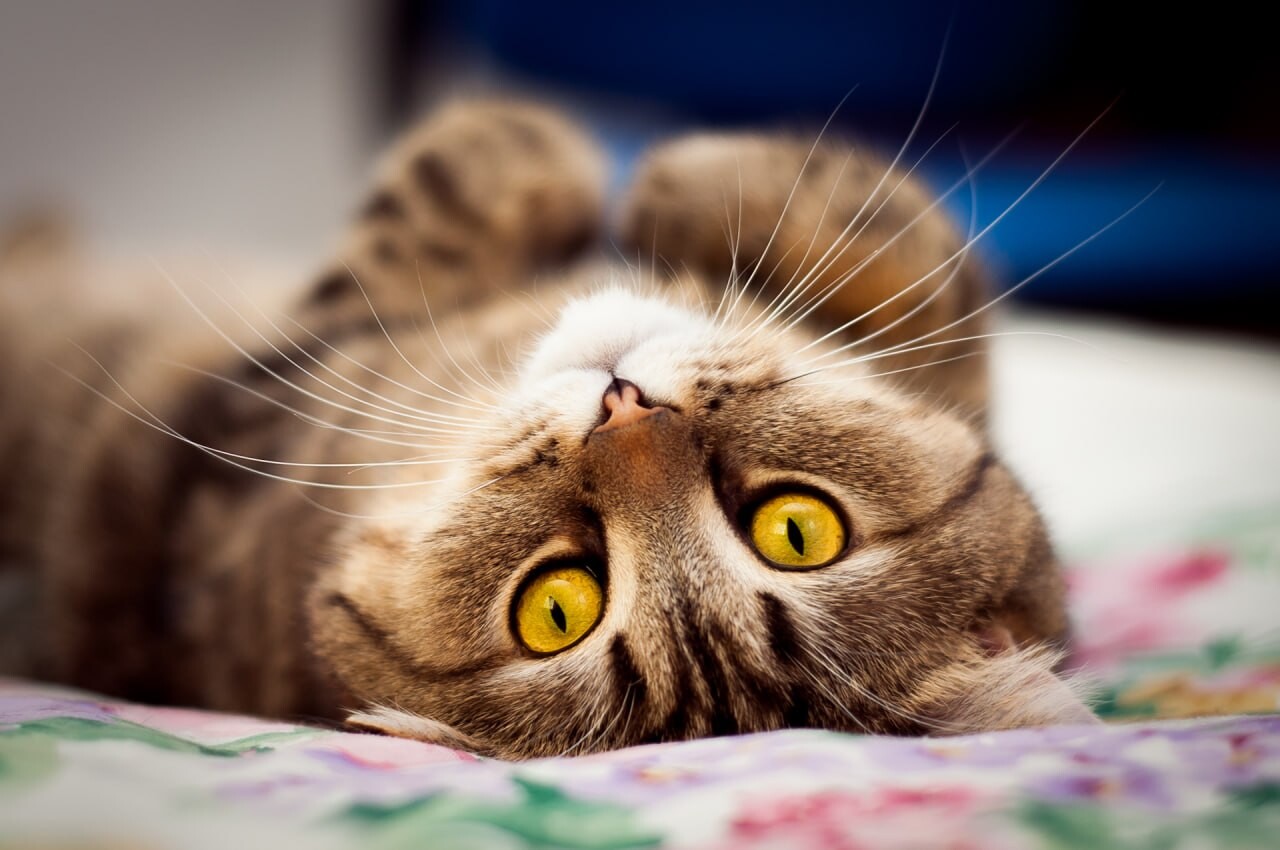 cats wallpapers 12