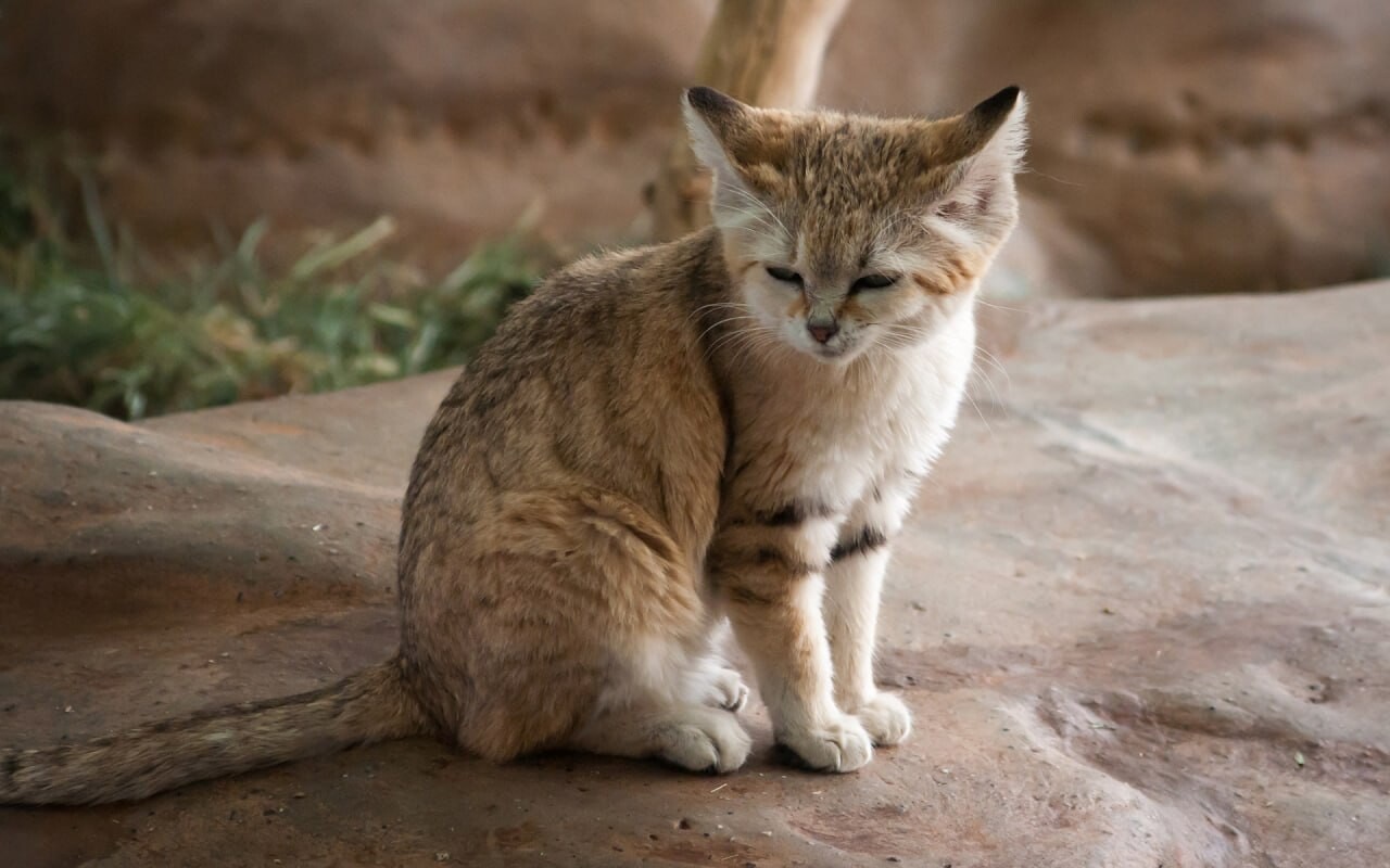 cats wallpapers 14