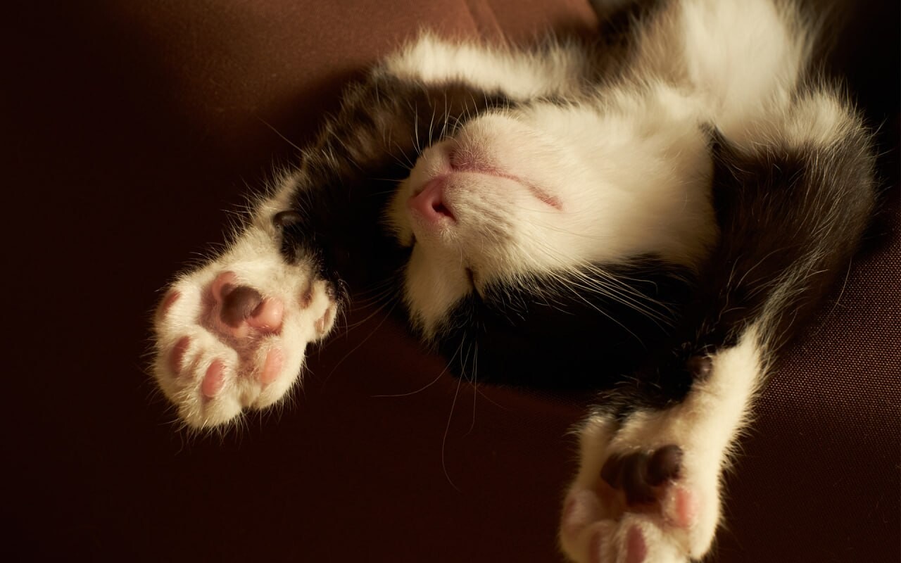 cats wallpapers 16