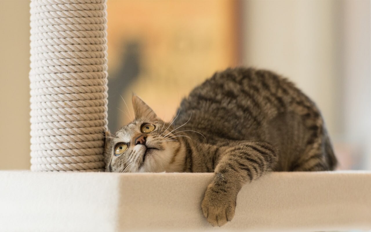 cats wallpapers 17