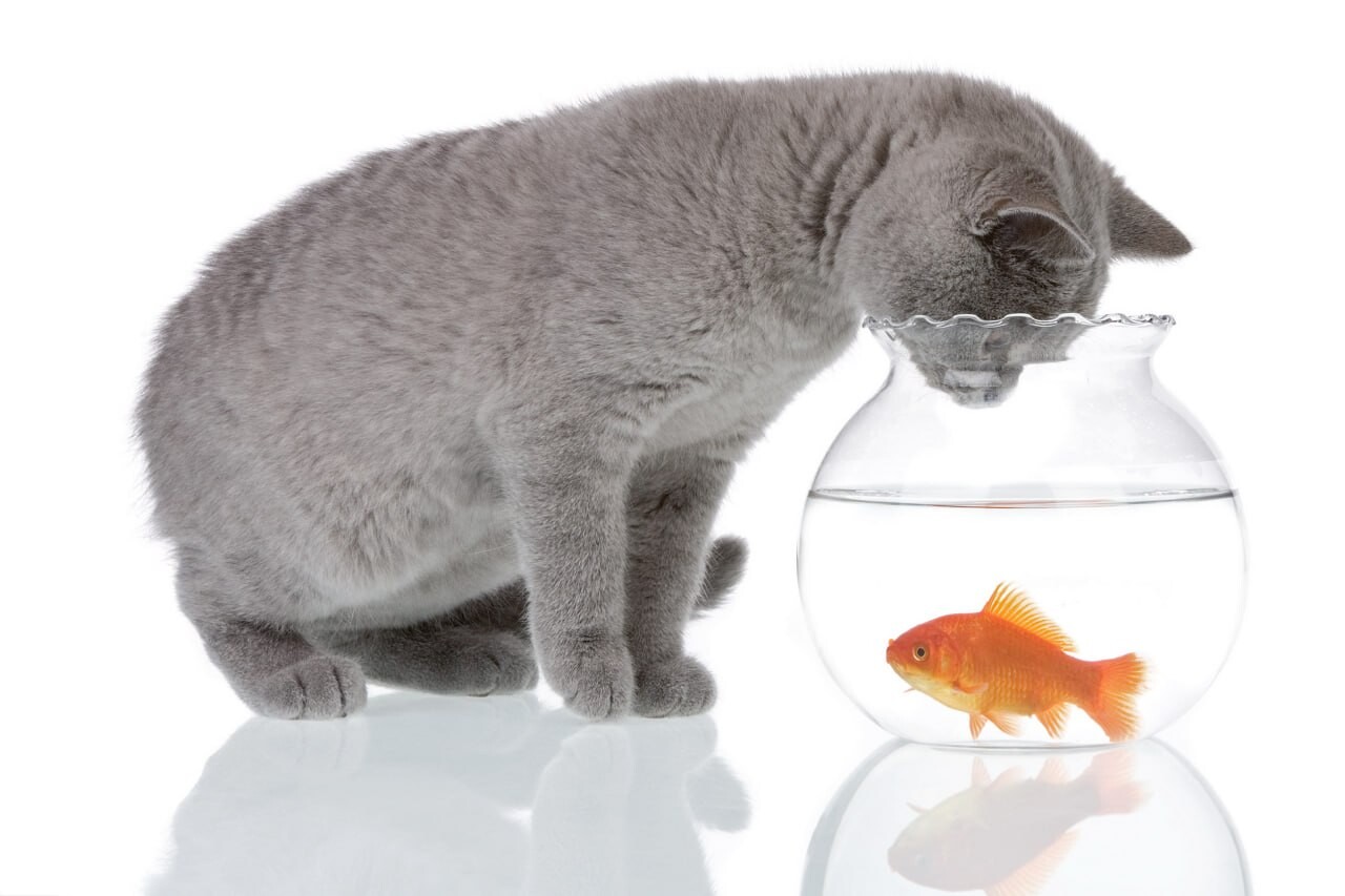 cats wallpapers 19