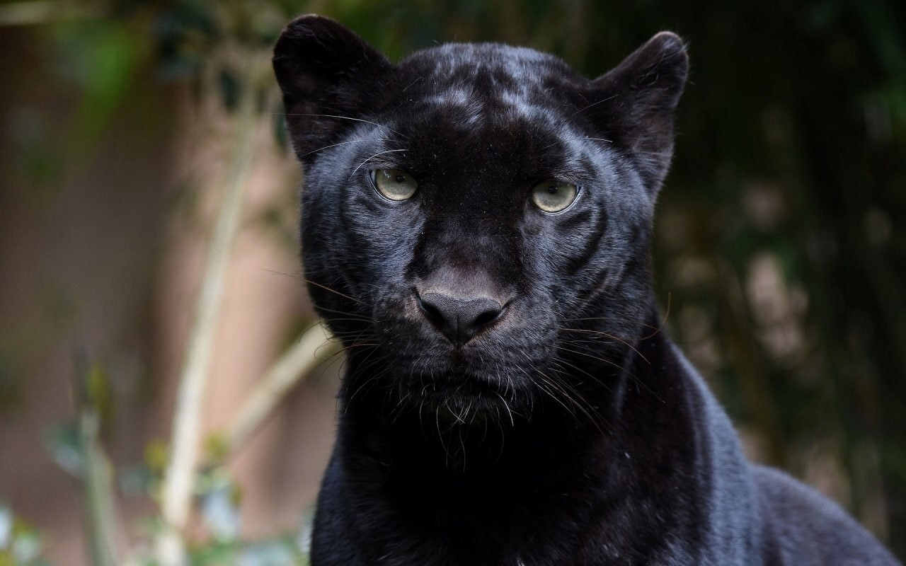 cats wallpapers 2