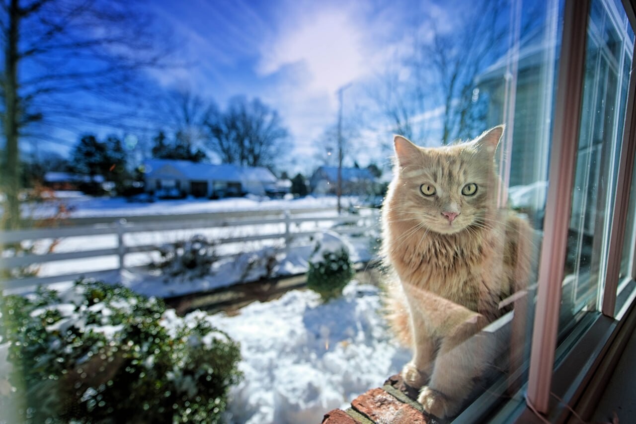 cats wallpapers 20
