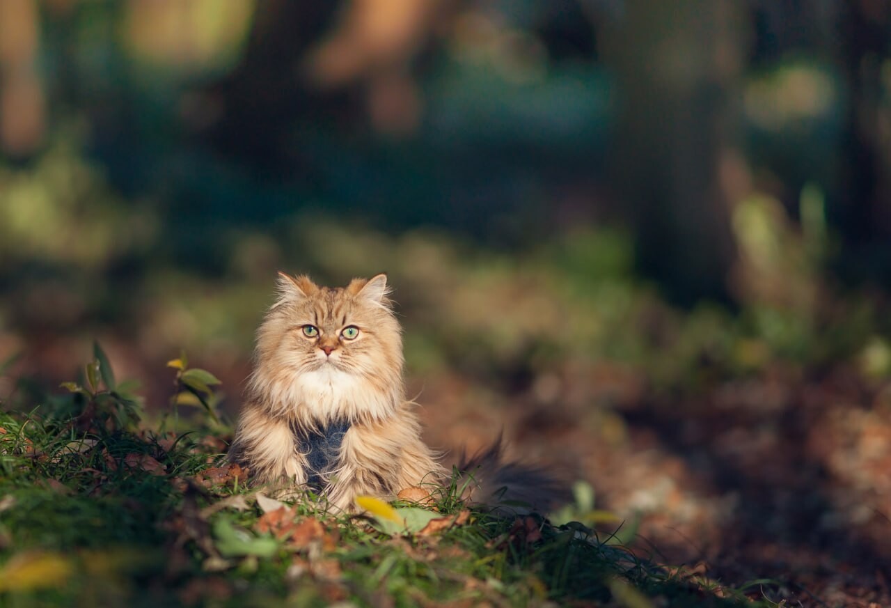 cats wallpapers 21