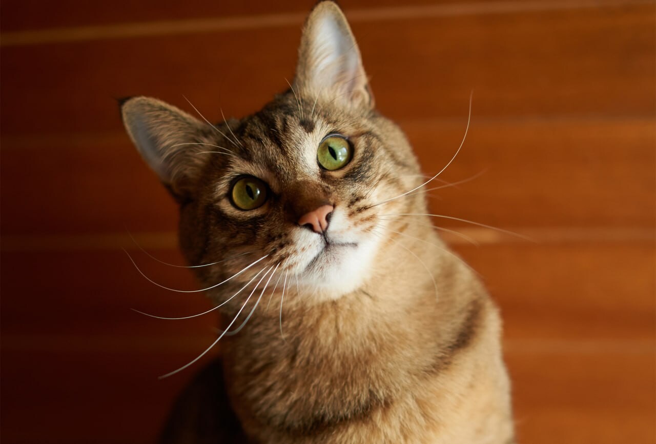 cats wallpapers 23