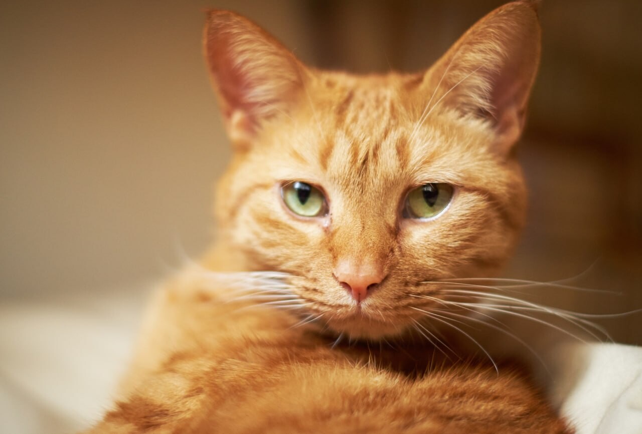 cats wallpapers 24