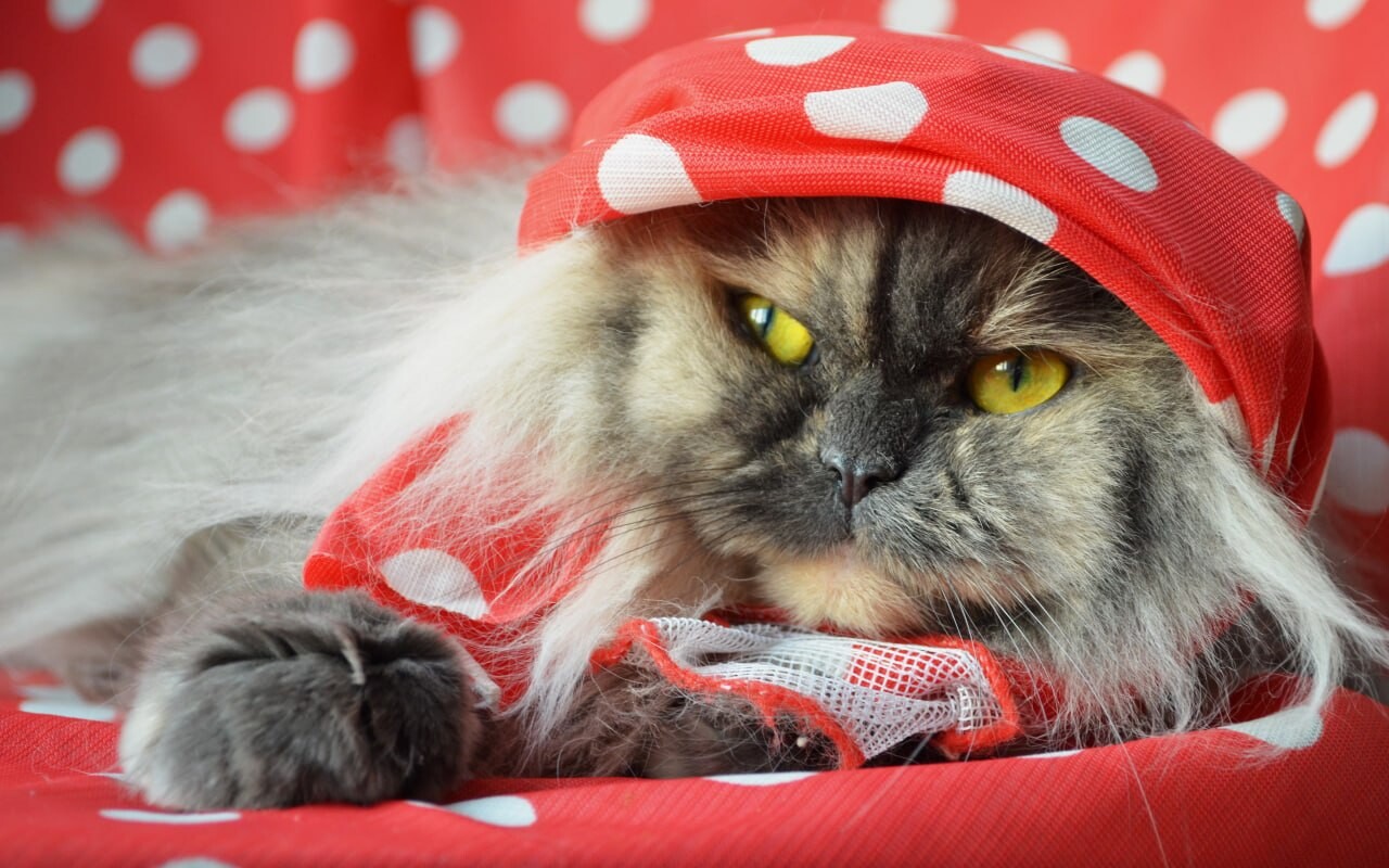 cats wallpapers 26