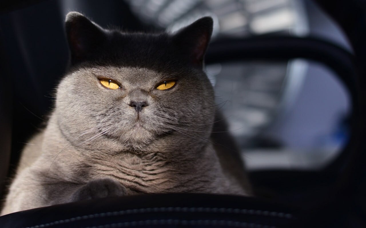 cats wallpapers 29