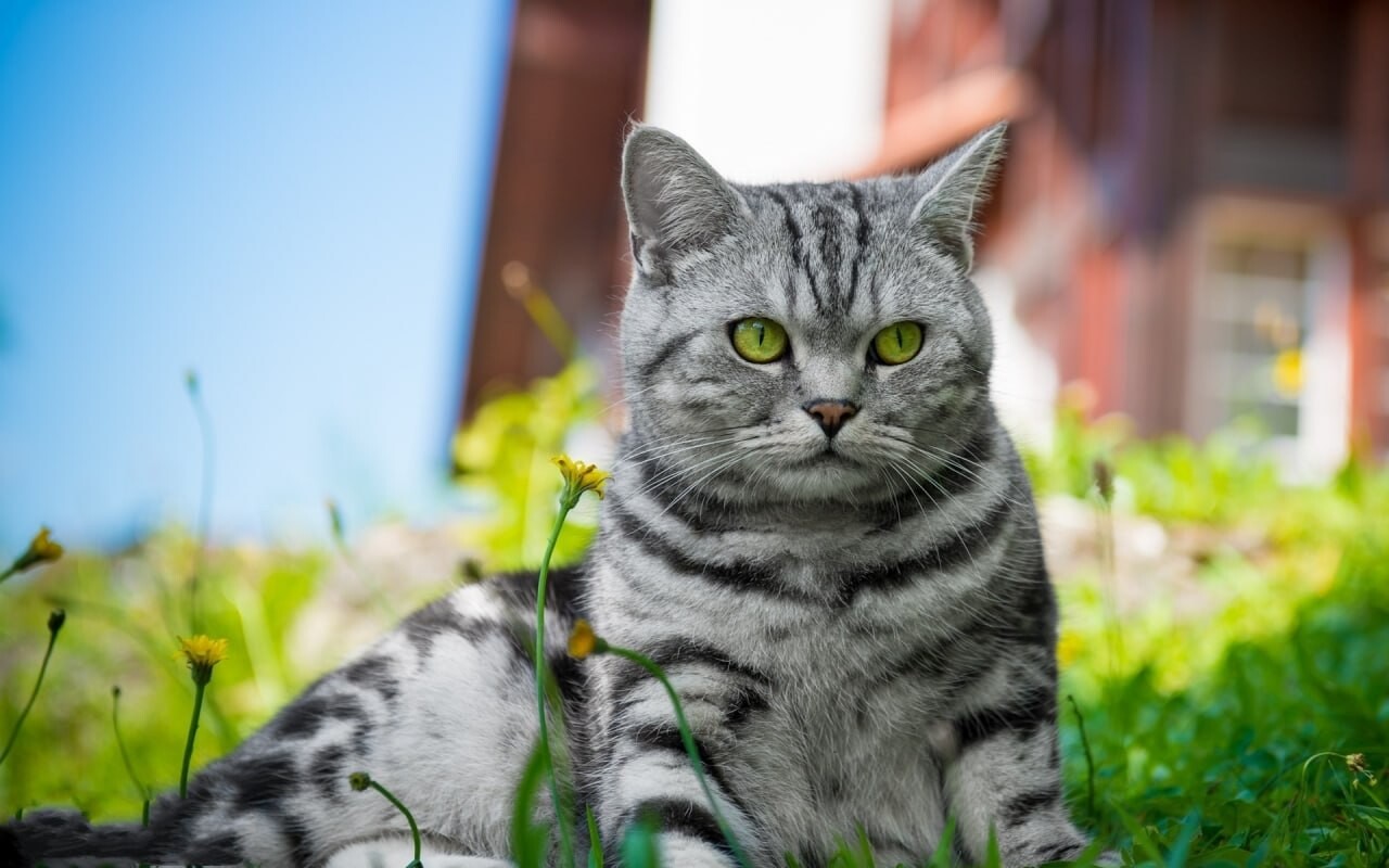 cats wallpapers 3