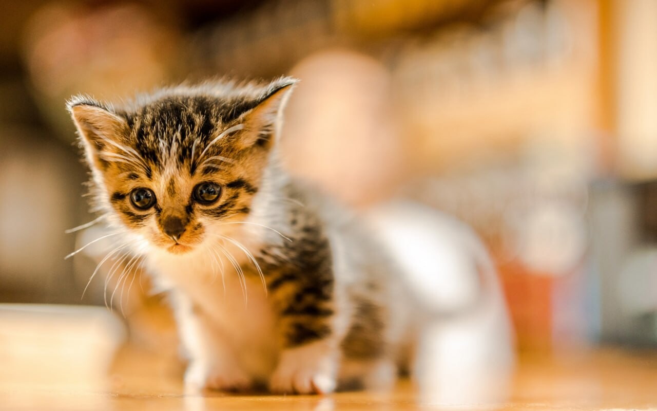 cats wallpapers 30
