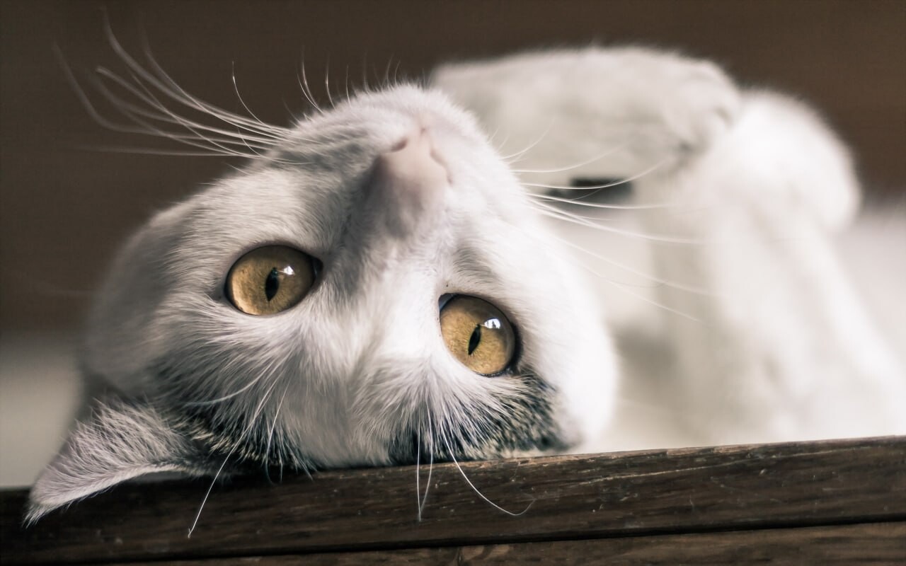 cats wallpapers 31