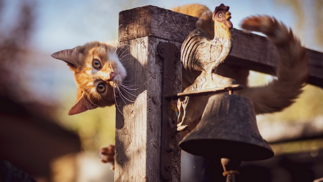 cats wallpapers 32