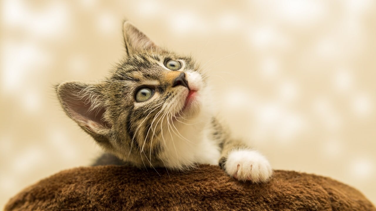 cats wallpapers 4