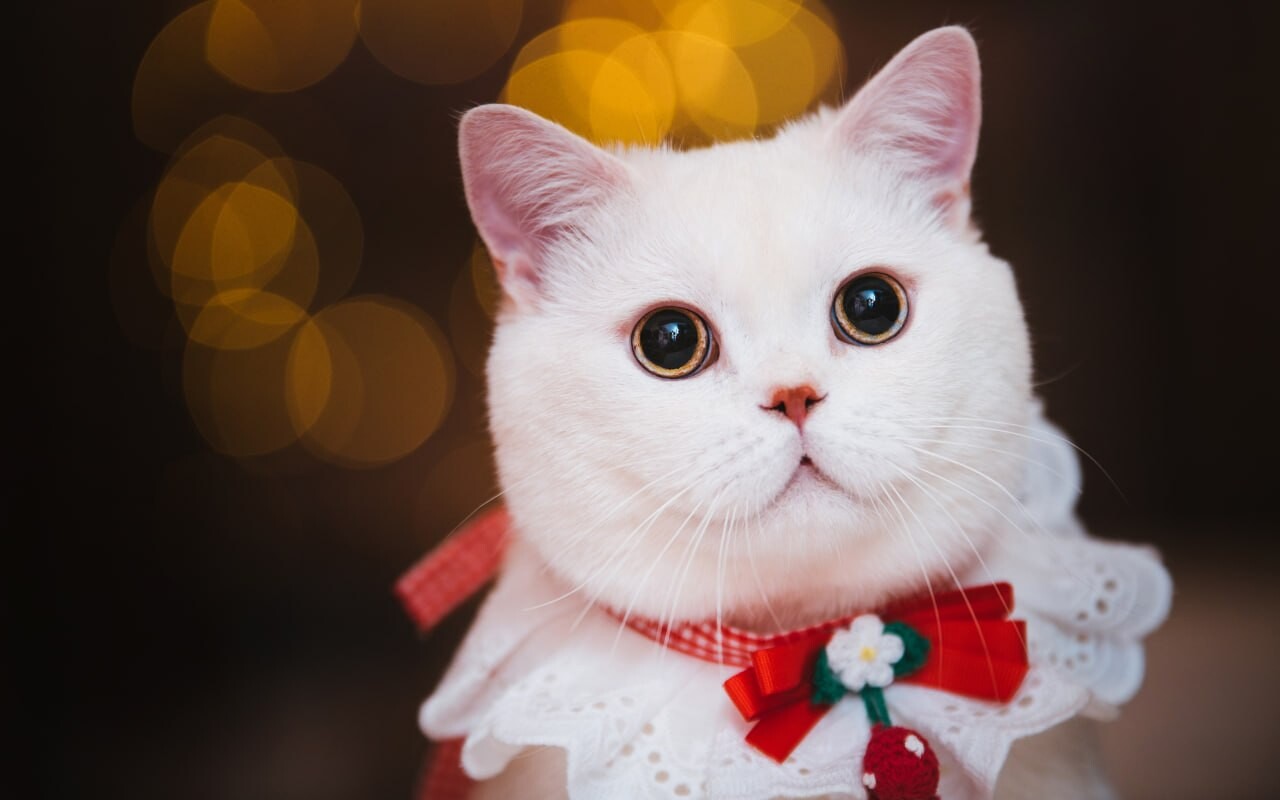 cats wallpapers 5