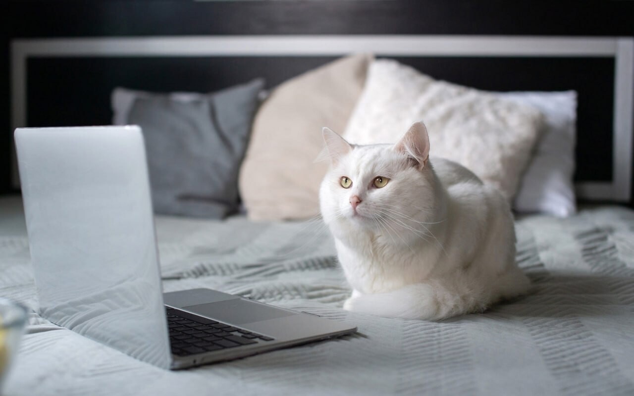 cats wallpapers 6