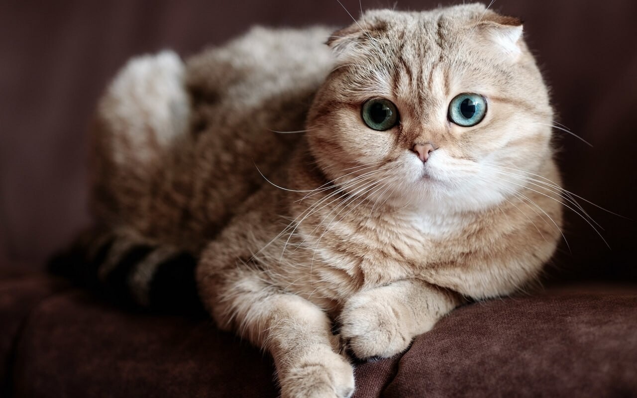 cats wallpapers 7