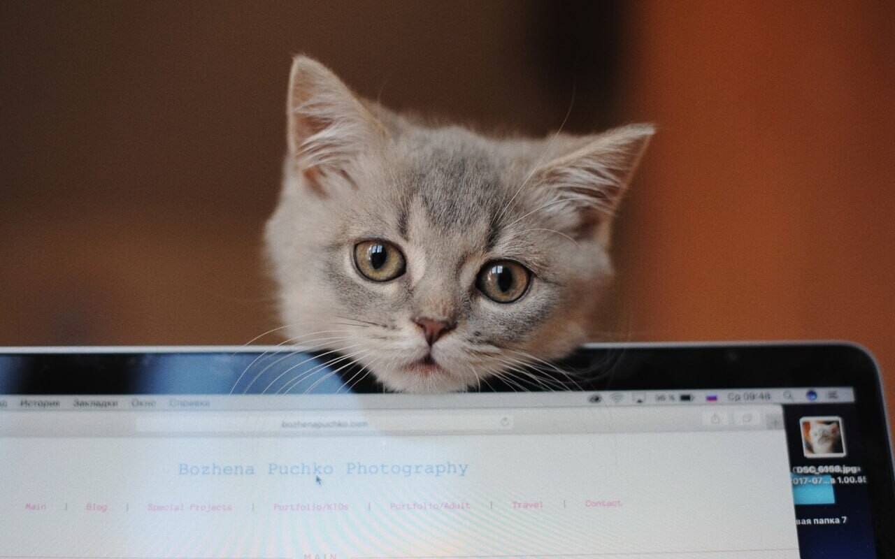 cats wallpapers 8