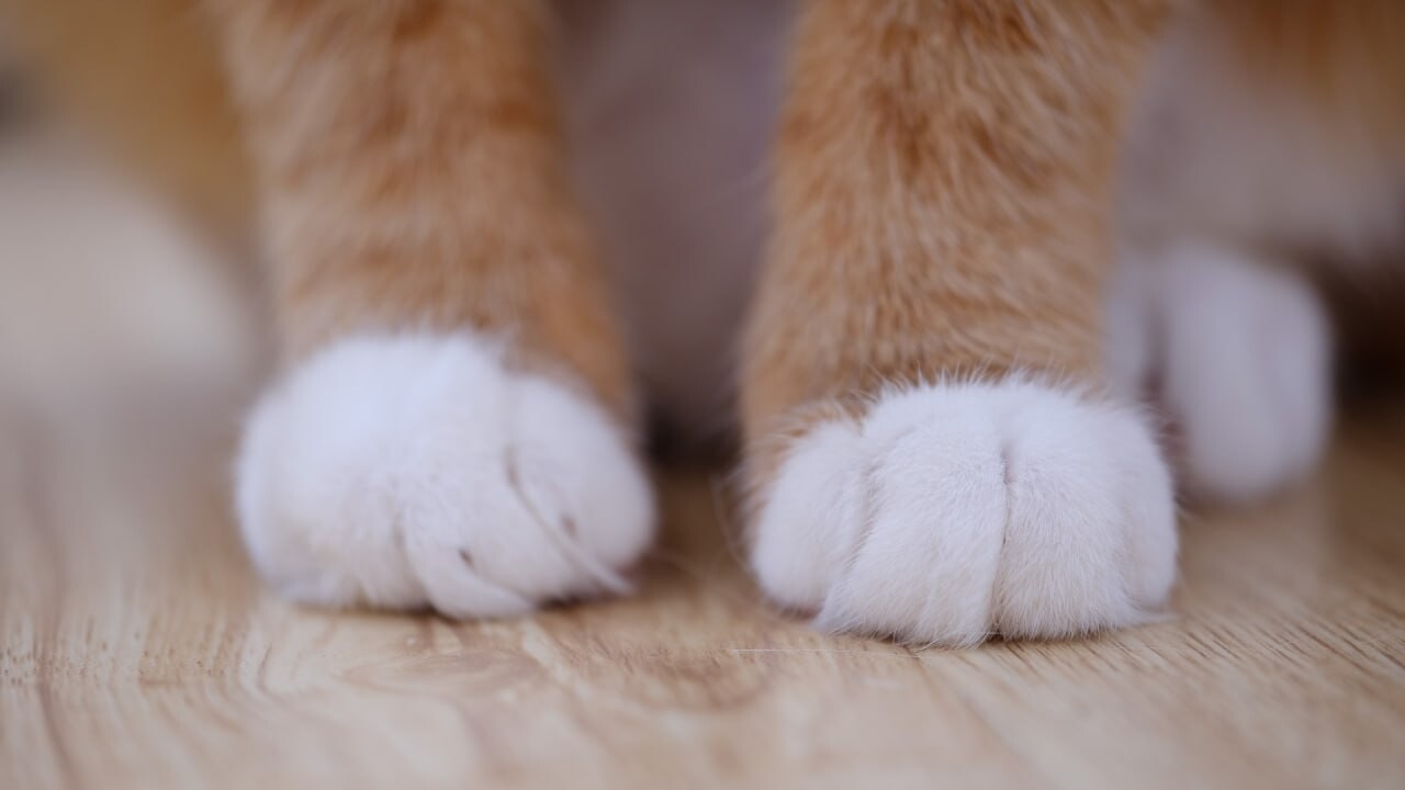 cats wallpapers 9