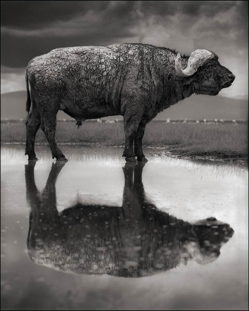 Nick Brandt Narton lake 1