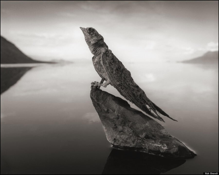 Nick Brandt Narton lake 3
