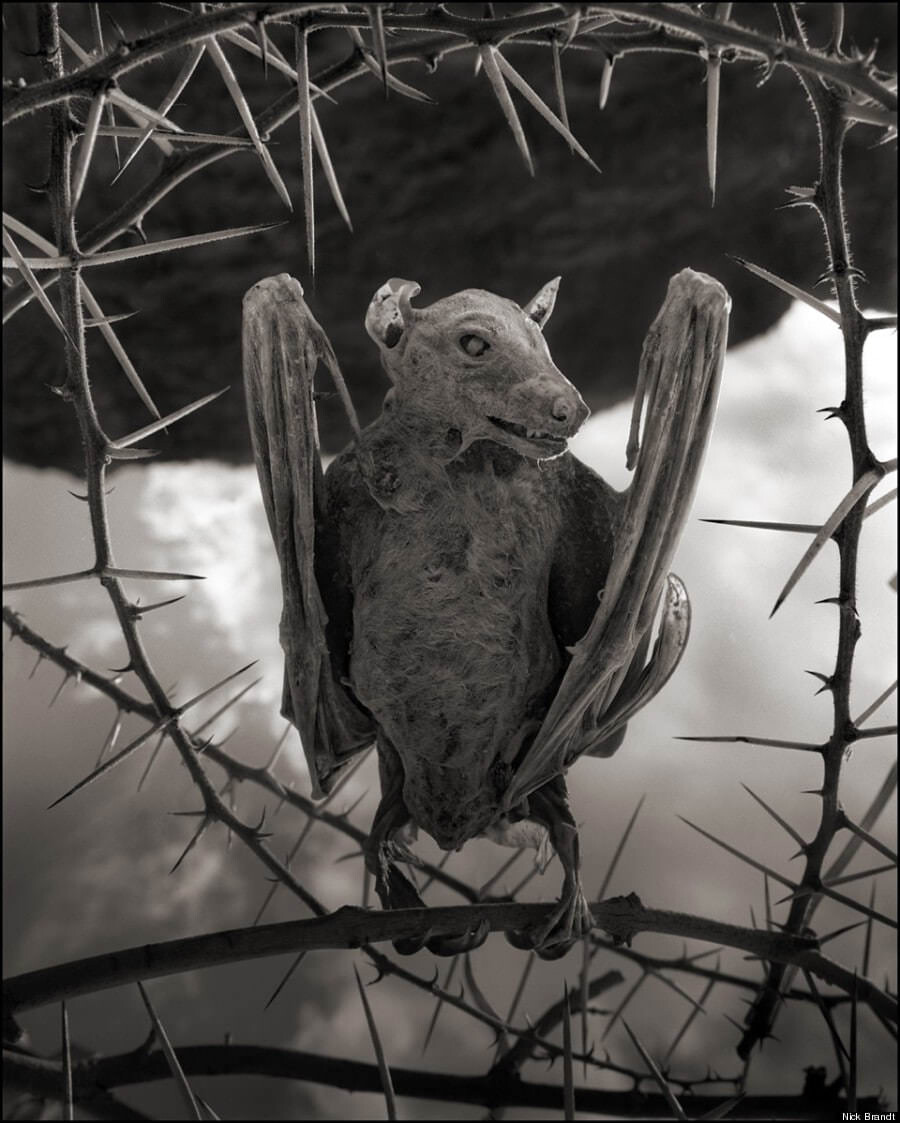 Nick Brandt Narton lake 6