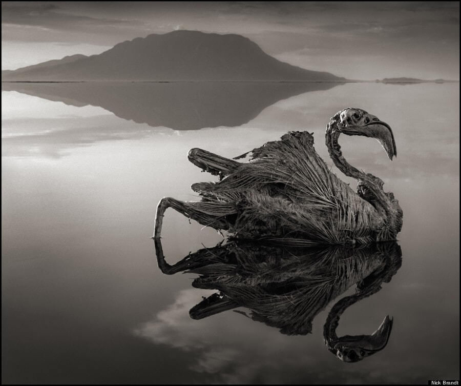 Nick Brandt Narton lake 7