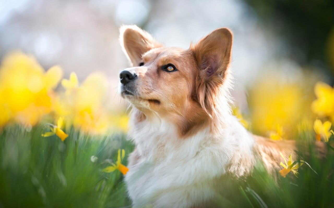 Pets 2