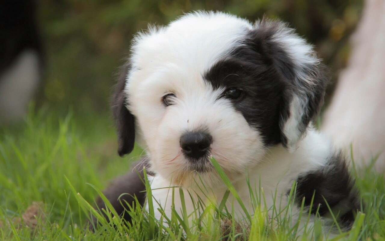 Pets 7