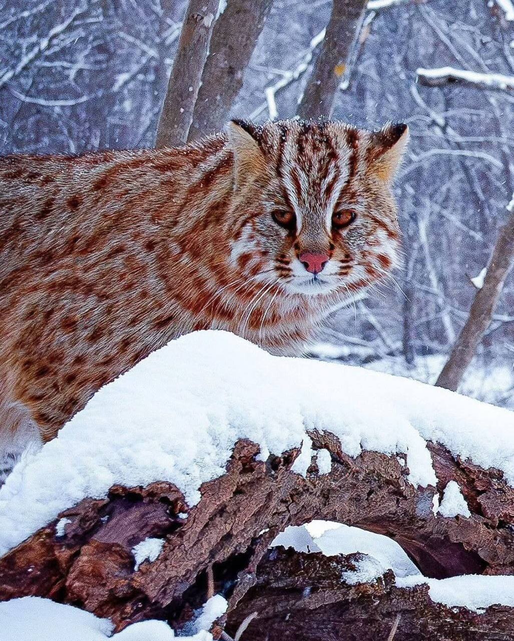 Amur leopard cat 1