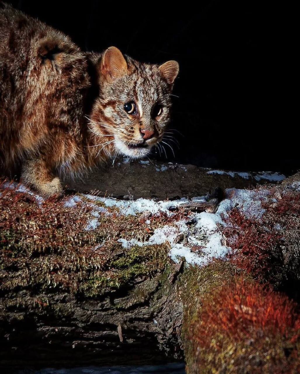 Amur leopard cat 2