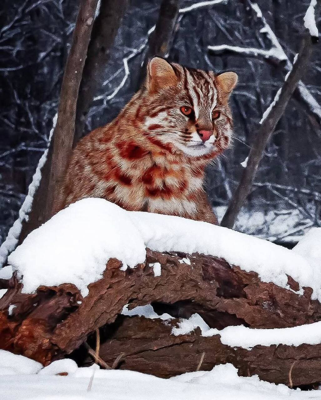 Amur leopard cat 3