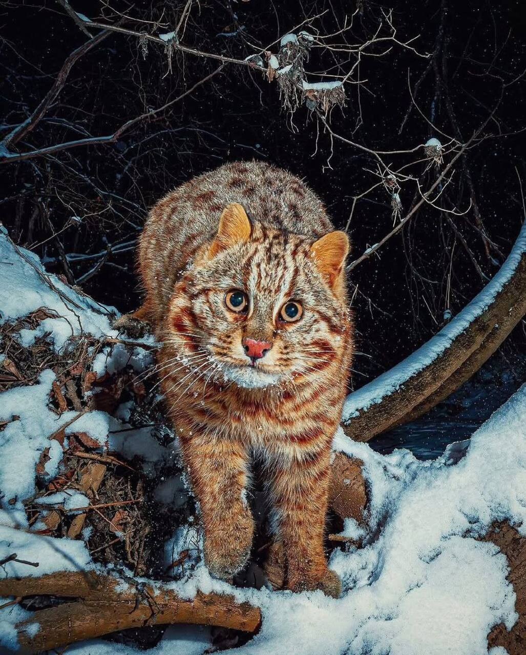 Amur leopard cat 4